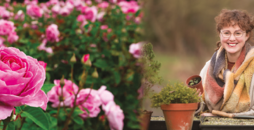 Roses by Lucie Ponsford of Mimosa Garden Design