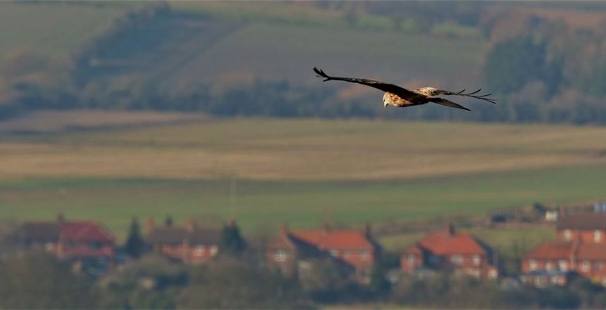 Red Kite in flight by Peter Hasert
