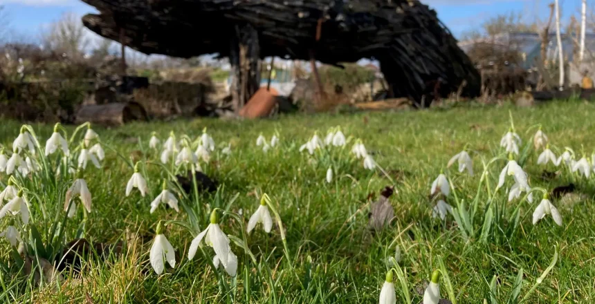 snowdrops